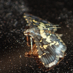 Eurrhyparodes bracteolalis