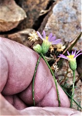 Erigeron serpentinus