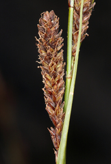 Carex congdonii