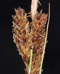 Carex congdonii