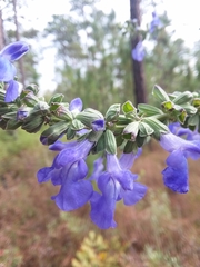 Salvia azurea azurea