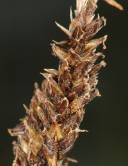 Carex congdonii