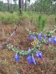 Salvia azurea azurea