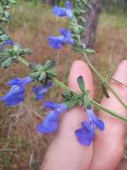 Salvia azurea azurea