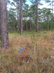 Salvia azurea azurea