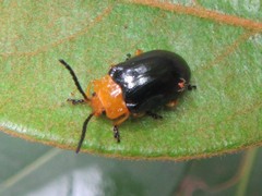 Lamprolina simillima