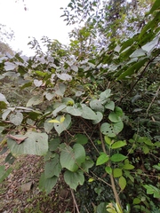 Vernicia fordii