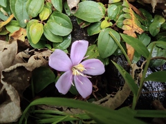 Melastoma dodecandrum