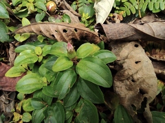 Melastoma dodecandrum