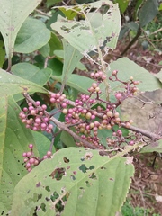 Callicarpa bodinieri