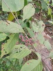Callicarpa bodinieri