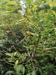 Staphylea japonica