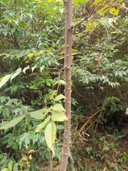 Zanthoxylum ailanthoides ailanthoides