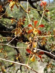 Encyclia calderoniae