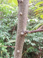 Zanthoxylum ailanthoides ailanthoides