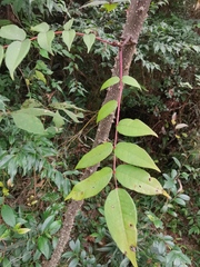Zanthoxylum ailanthoides ailanthoides