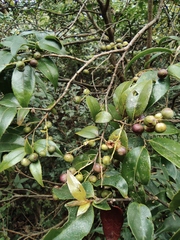 Vaccinium bracteatum