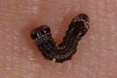 Phazaca interrupta