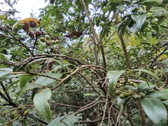 Vaccinium bracteatum
