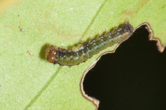 Phazaca interrupta