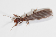 Oligotoma saundersii