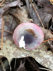 Russula paludosa