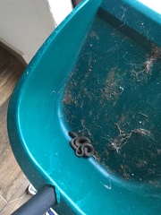 Thamnophis melanogaster