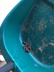 Thamnophis melanogaster