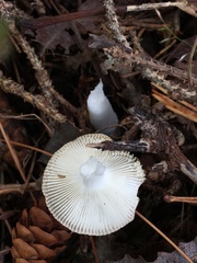 Russula paludosa