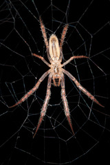Larinia tabida