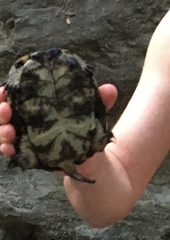 Actinemys marmorata pallida
