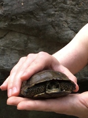 Actinemys marmorata pallida