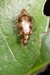 Metrioidea