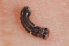 Phazaca interrupta