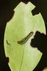 Phazaca interrupta