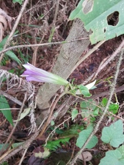 Tripterospermum chinense