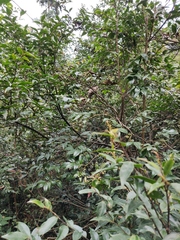 Vaccinium bracteatum