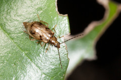 Metrioidea