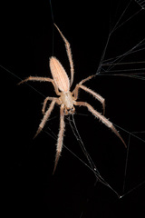Larinia tabida