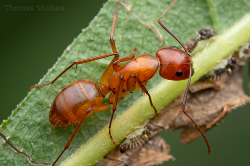Chestnut Carpenter Ant
