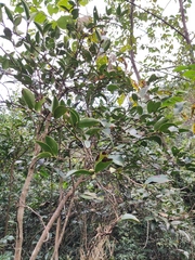 Camellia oleifera