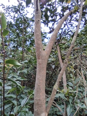 Camellia oleifera