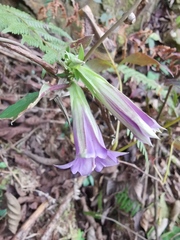 Tripterospermum chinense