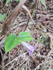 Tripterospermum chinense