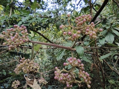 Callicarpa rubella