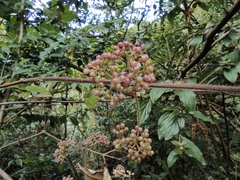 Callicarpa rubella