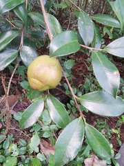 Camellia oleifera