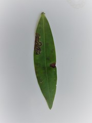 Liriomyza hebae
