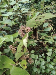 Callicarpa rubella