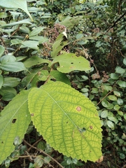 Callicarpa rubella